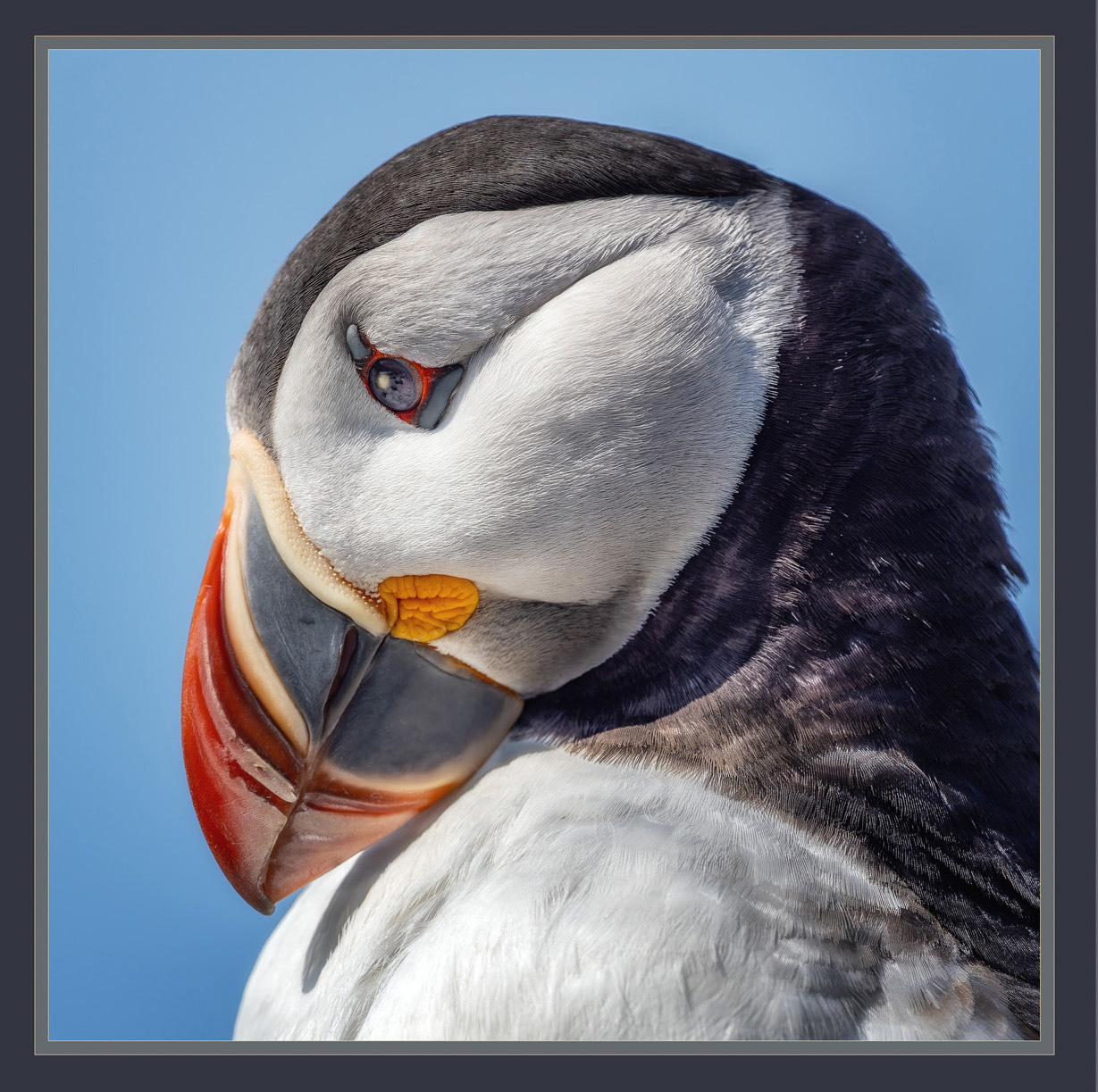 Puffin in Profile